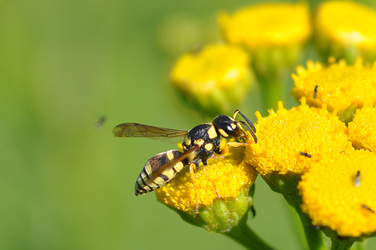 Vespidae - Antepipona?